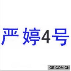 严婷4号