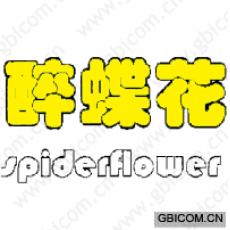 醉蝶花 SPIDERFLOWER