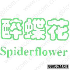 醉蝶花 SPIDERFLOWER