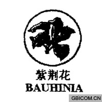 紫荆花  ba...